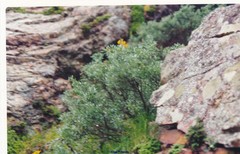 Adenocarpus hispanicus argyrophyllus