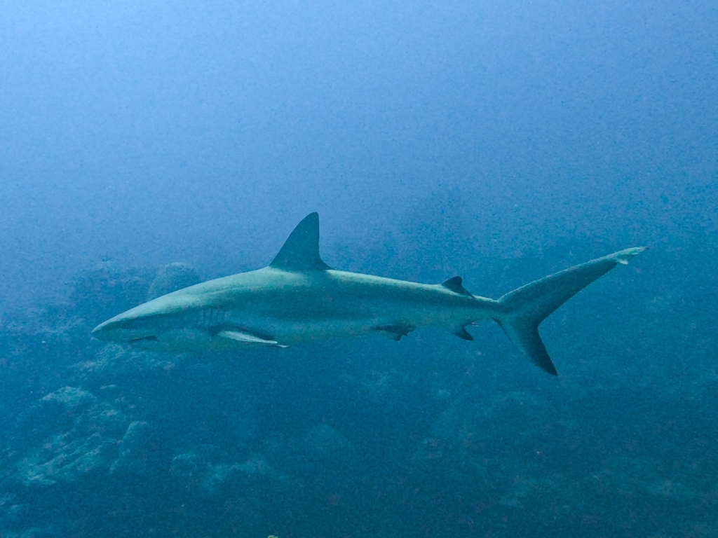 Caribbean reef shark cruising above a reef slope
