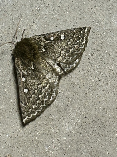 Anthela basigera