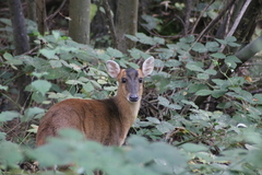 Reeves' Muntjac photo 2