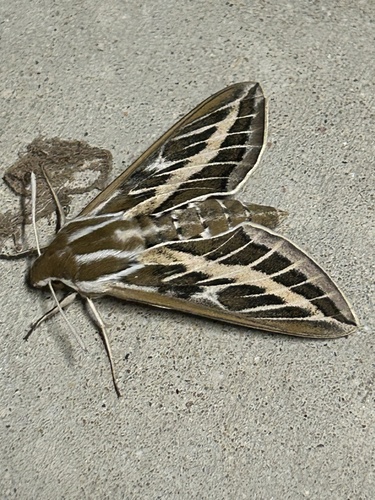 Australian Striped Hawk Moth