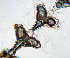 Sertularia
