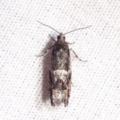 Chimoptesis gerulae