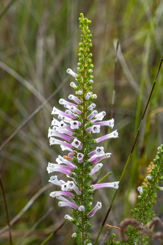 His Prince of Wales Heath (Erica perspicua)