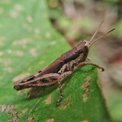 Pseudoxya