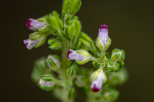 Wind Heath (Erica hispidula)