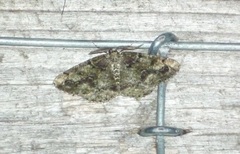 Cleorodes lichenaria