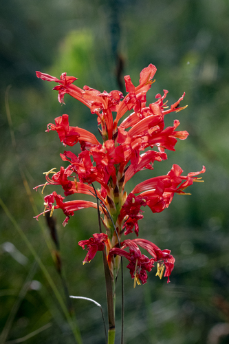 Red Reedpipe (Tritoniopsis triticea)