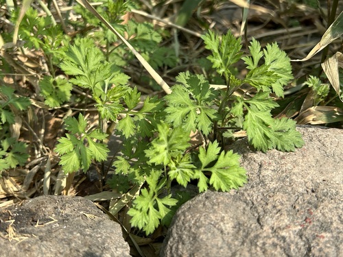 Artemisia rubripes iNat (1)