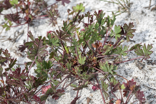 Ring Storksbill (Pelargonium incarnatum)