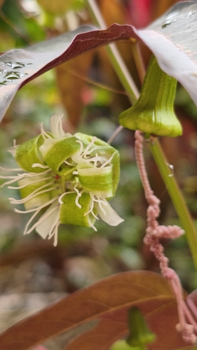 Passiflora tricuspis
