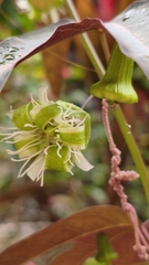Passiflora tricuspis