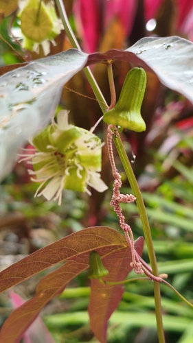 Passiflora tricuspis, photograph 2
