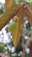 (c) Natan Gabriel, some rights reserved (CC BY) Passiflora tricuspis, photograph (c) Natan Gabriel, some rights reserved (CC BY)