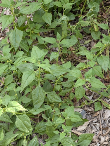 New Zealand Spinach