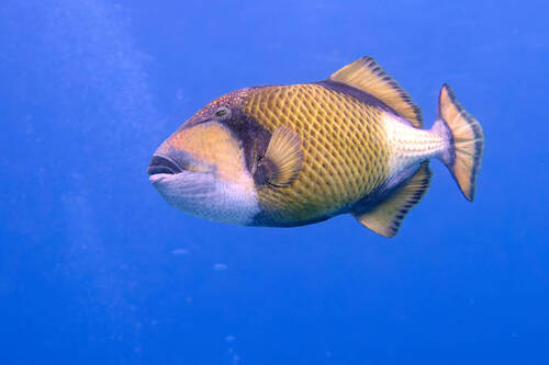 Balistoides viridescens