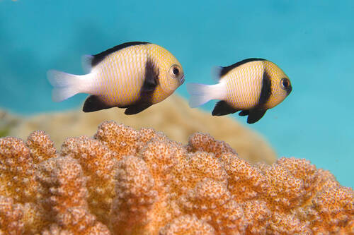Dascyllus carneus
