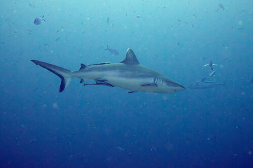 Carcharhinus amblyrhynchos