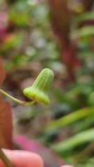 Passiflora tricuspis, photograph (c) Natan Gabriel, some rights reserved (CC BY)