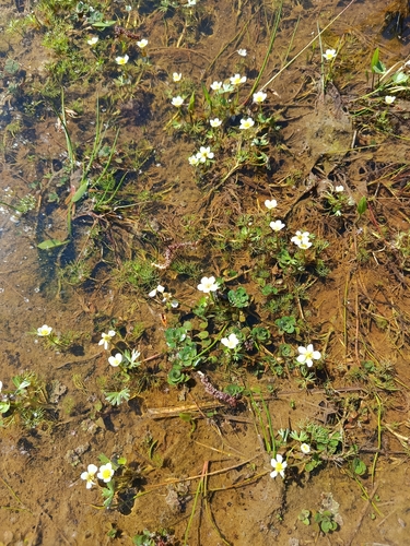 Pond Water-crowfoot (Ranunculus peltatus)