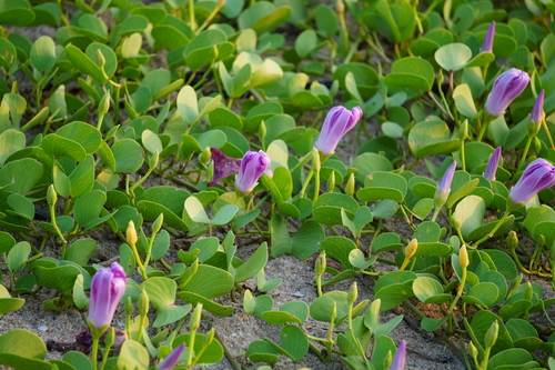 Beach Morning Glory (Ipomoea pes)