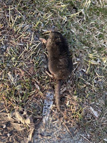 Star-nosed Mole observed by chris__s