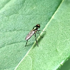 Diptera