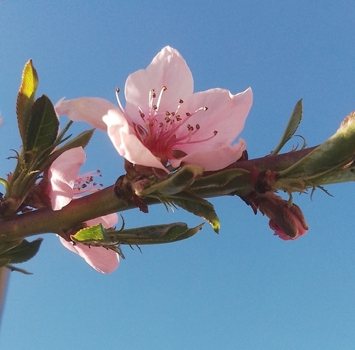 Amygdalus persica iNat (1)