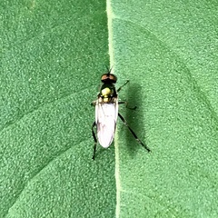 Diptera