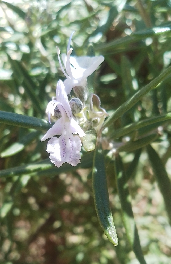 Rosemary