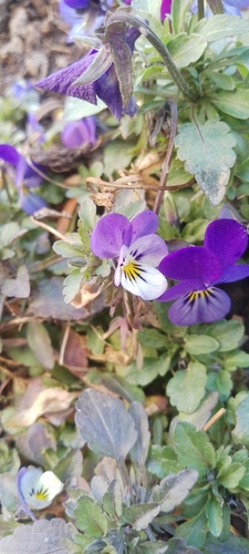 Viola tricolor iNat (2)