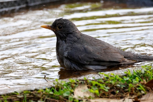 Tickell's Thrush (Turdus unicolor), photo 5