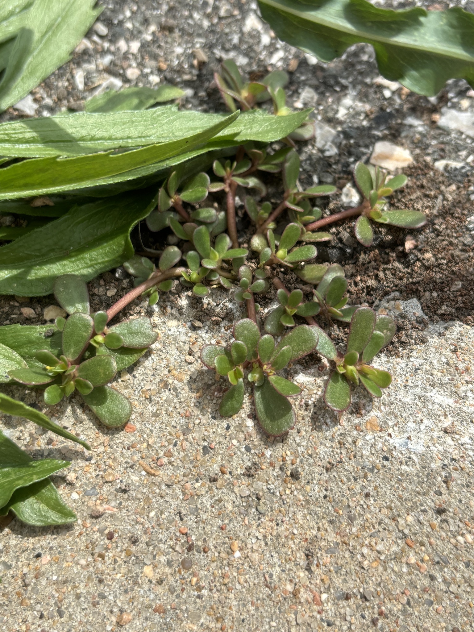 Common Purslane (Portulaca oleracea)
