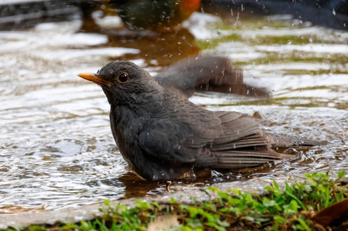 Tickell's Thrush (Turdus unicolor), photo 6
