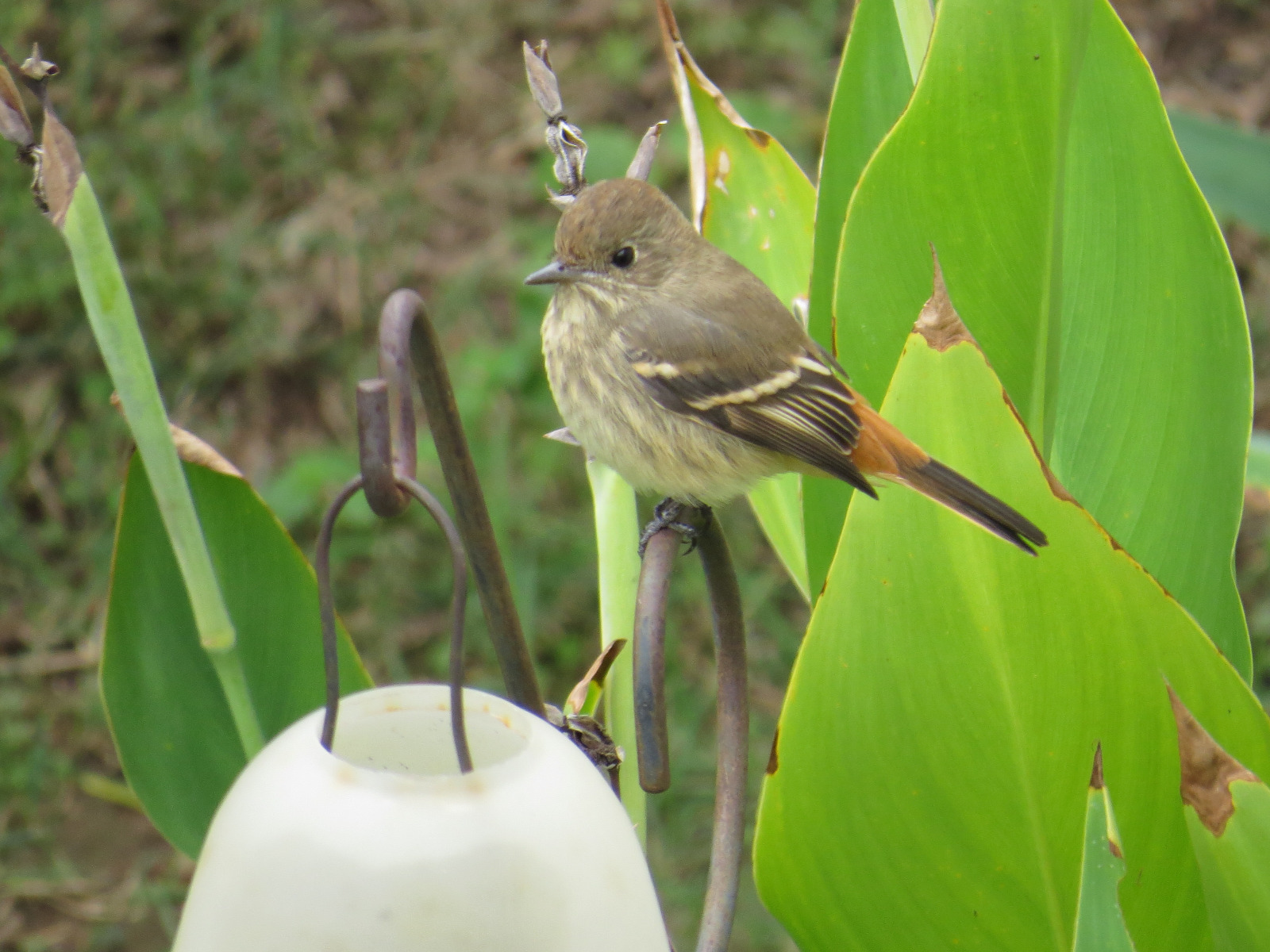 White-winged Black Tyrant (Knipolegus aterrimus), photo 3