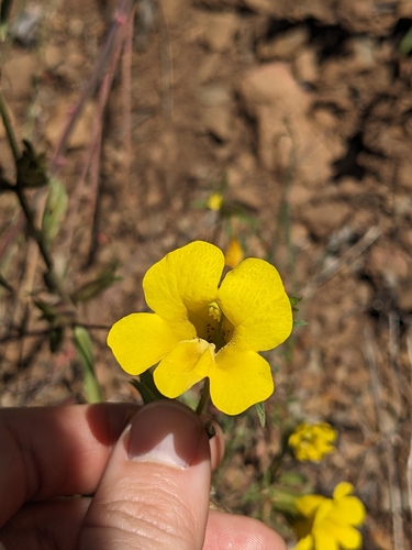 wide-throated yellow monkeyflower (Diplacus brevipes)