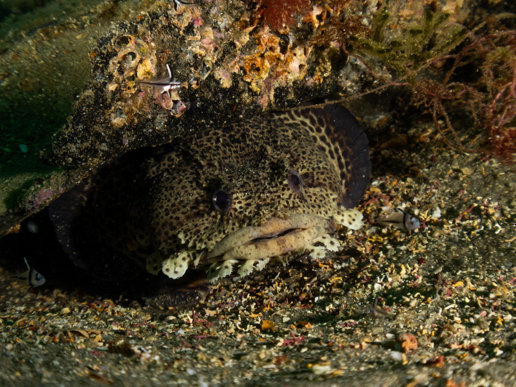 Leopard Toadfish (Opsanus pardus) — Batrachoididae