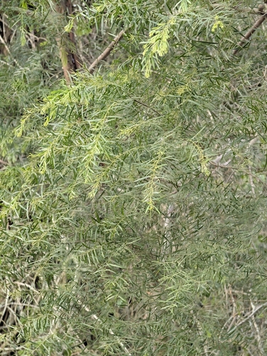 Brisbane wattle