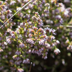 Erica ericoides