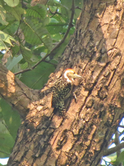 Leiopicus mahrattensis