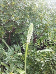 Scilla hyacinthoides