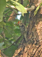 Leiopicus mahrattensis