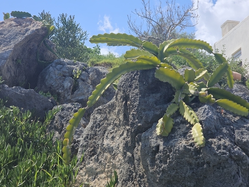 Hylocereus Undatus (Selenicereus undatus)