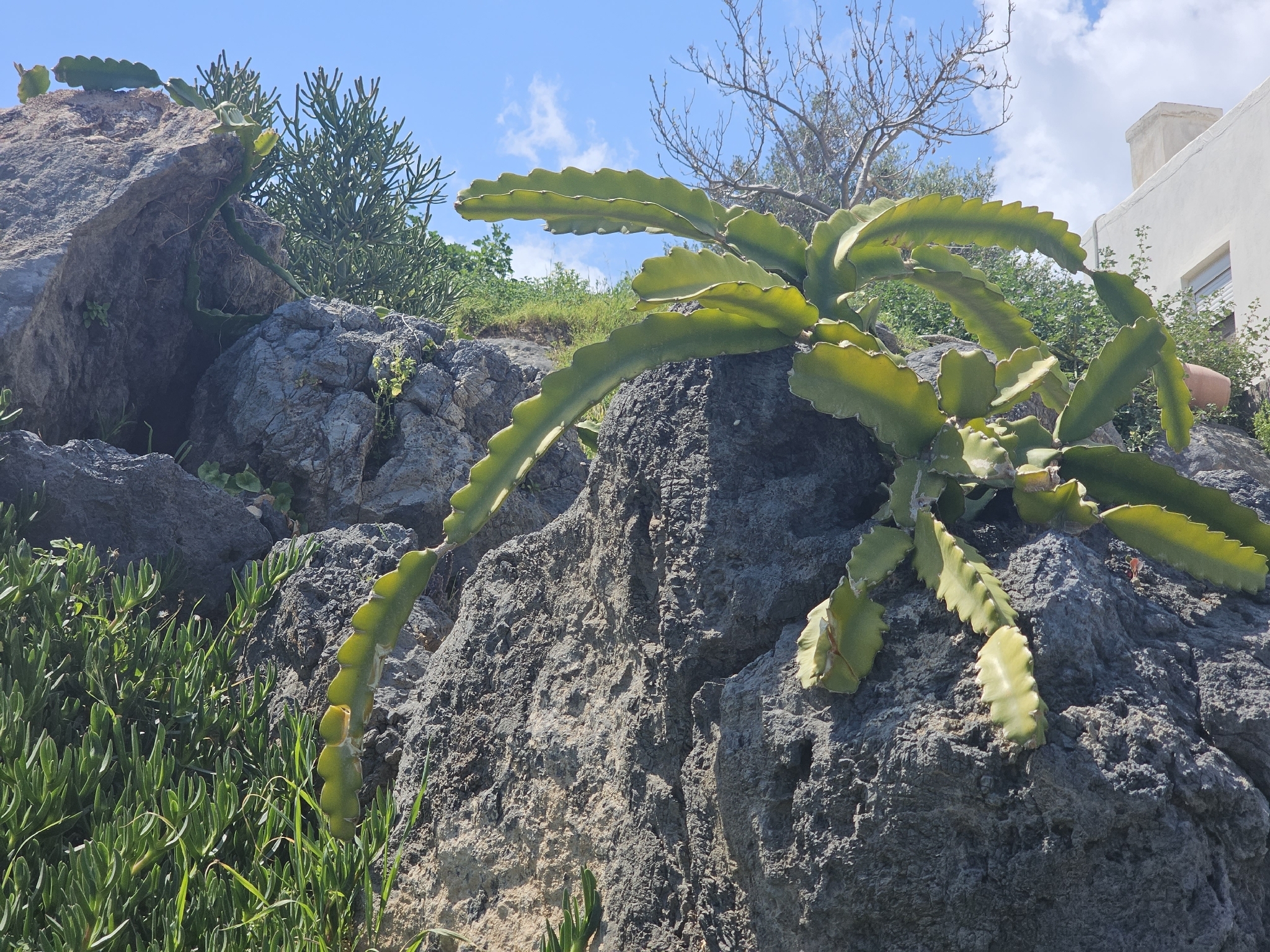 Hylocereus Undatus (Selenicereus undatus)