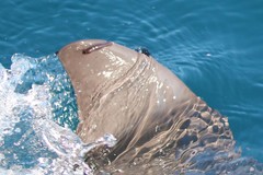 Xenobalanus globicipitis