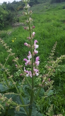 Salvia hierosolymitana
