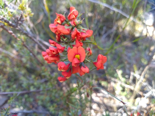 Grampians globe-pea (Sphaerolobium acanthos)