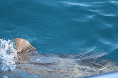 Xenobalanus globicipitis