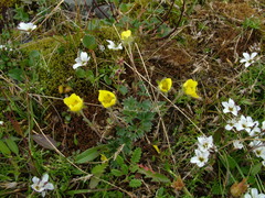 Potentilla pulviniformis
