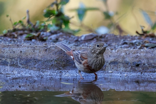 White-capped Bunting (Emberiza stewarti), photo 6